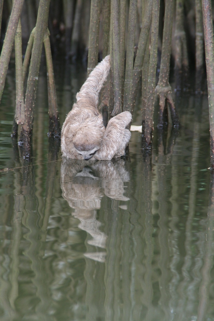 Baby sloth looking at himself in punta uva