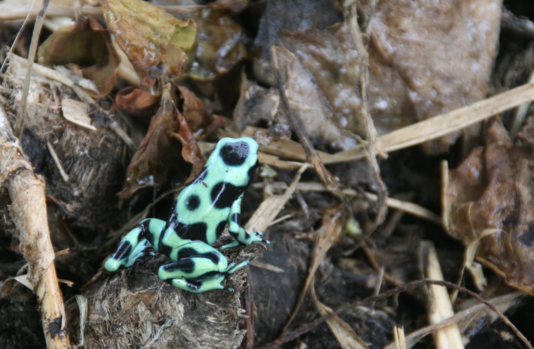 Cahuita poinson dart frog