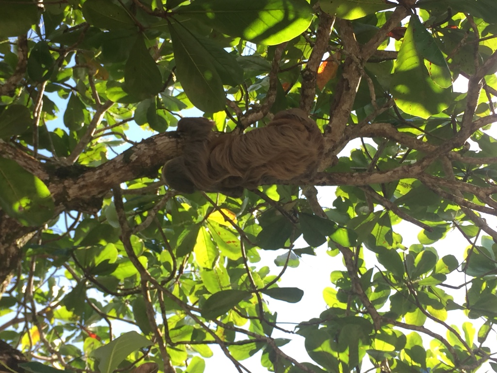 Cahuita sloth