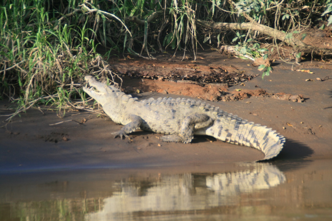 Caiman in torguguero national park