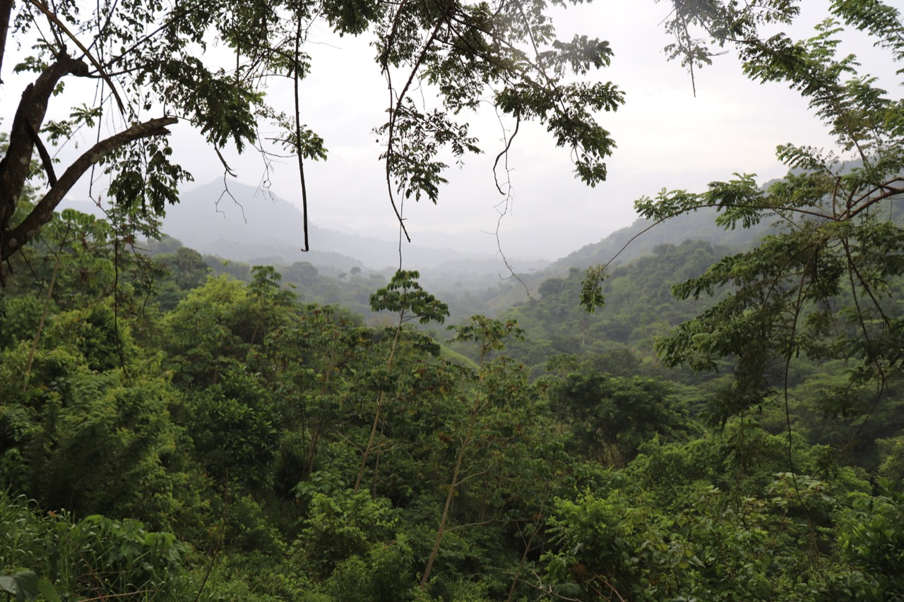 La ciudad perdida forest