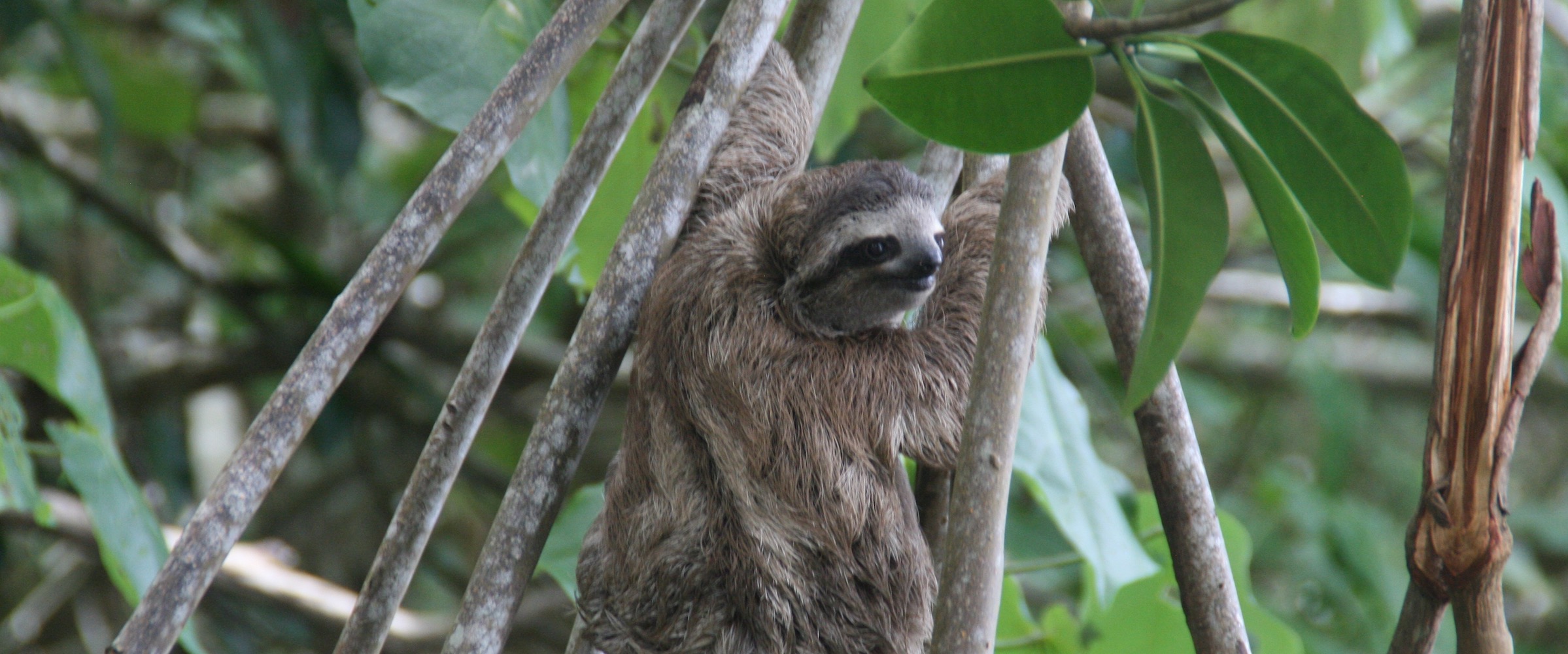 Sloth in mangrove in punta uva