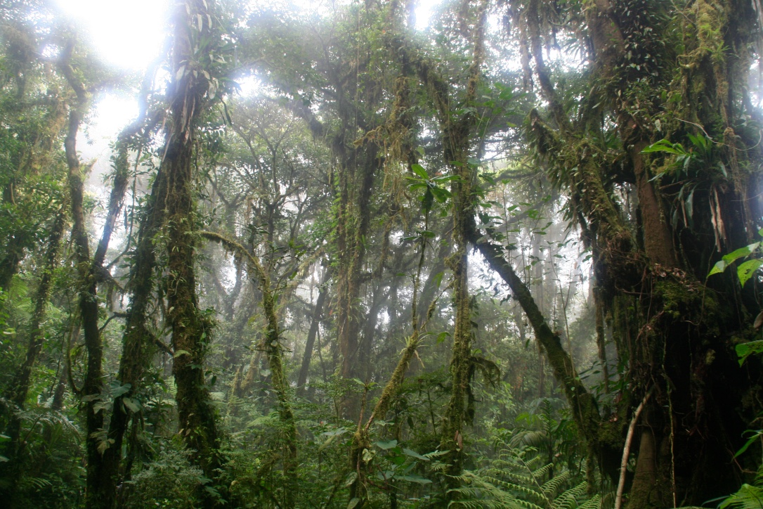 Trees in santa elena national park