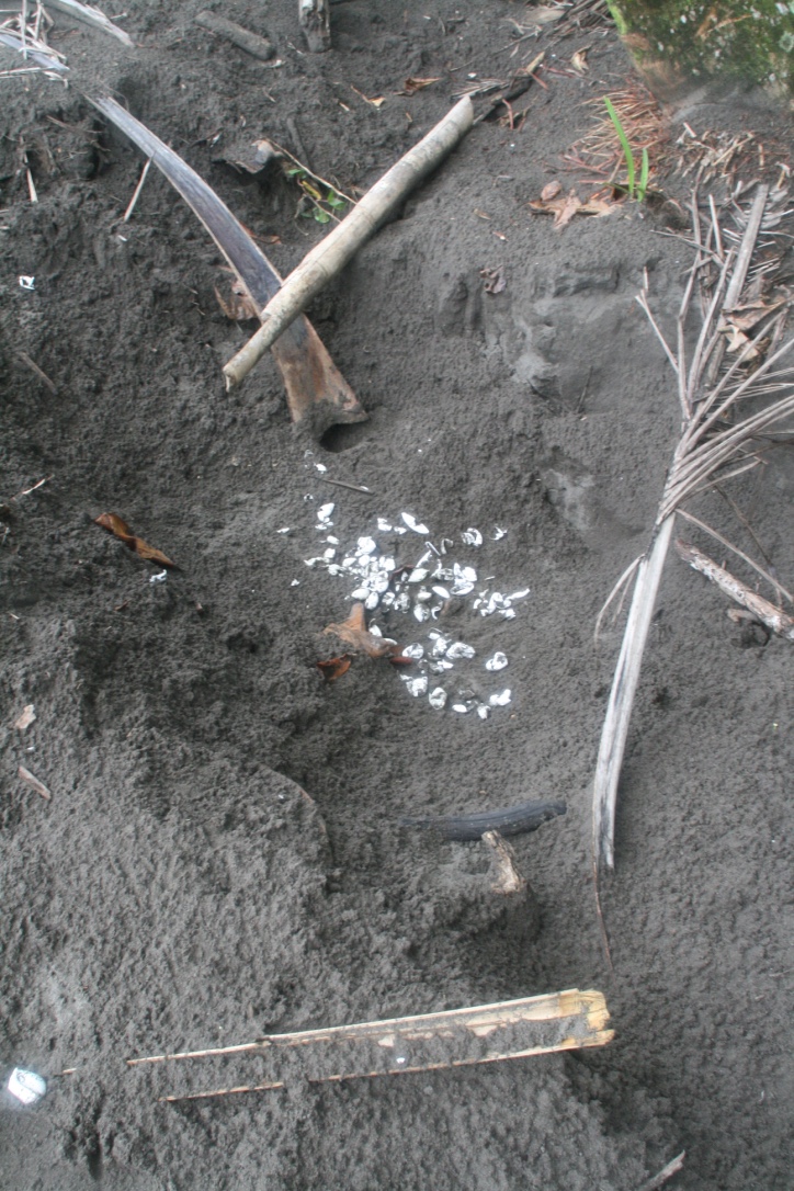 Turtle egg sheels in torguguero national park