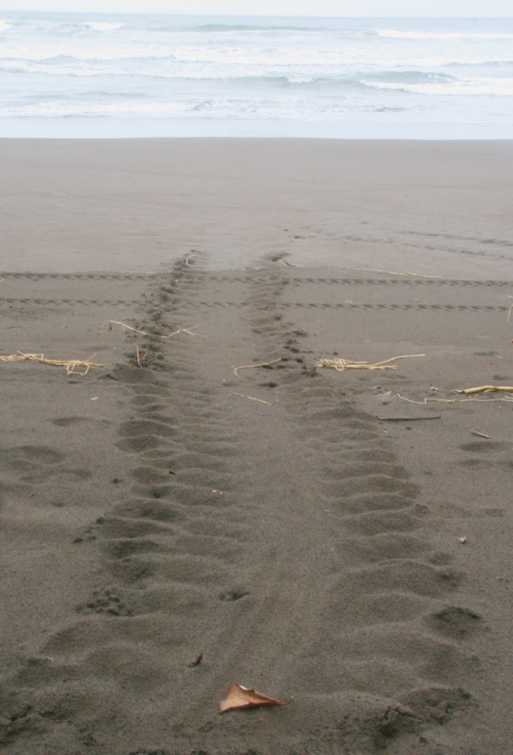 Turtle tracks in tortuguero national park