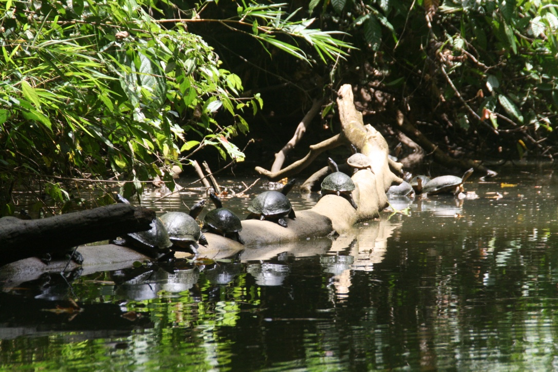 Turtles in puta uva